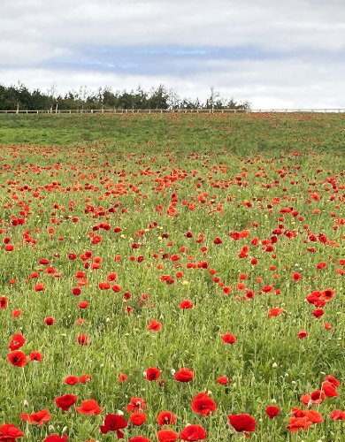 Wildflower Meadow Sowing Maintenance