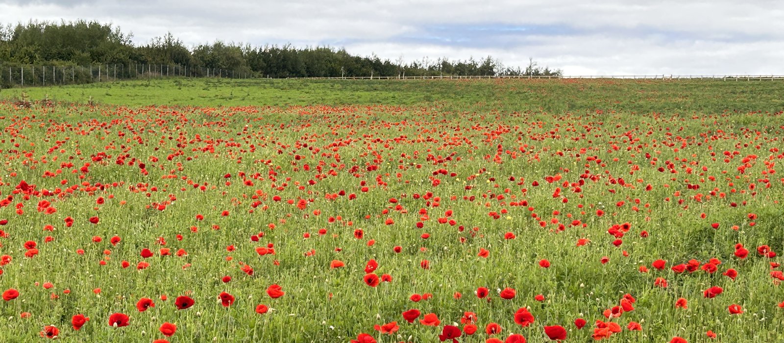 Wildflower Meadow Sowing Maintenance